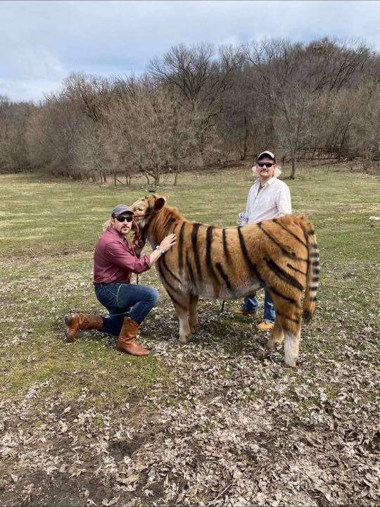 Sapi yang Dirubah Jadi Macan