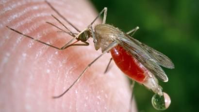 Penyebab Malaria