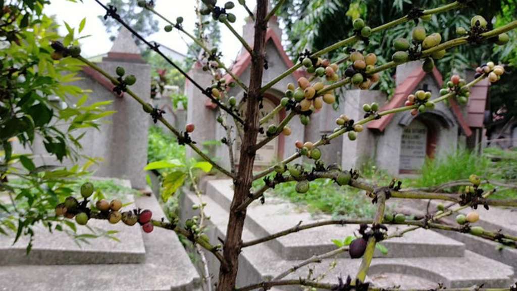 Kopi Tulang