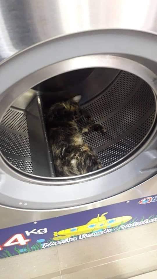 Kucing Dimasukkan Mesin Cuci sampai Mati