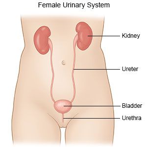 Proses Pembentukan Urine pada Manusia