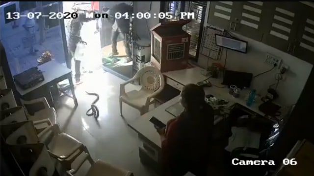 Pria Lepaskan Ular Kobra di Kantor SPBU