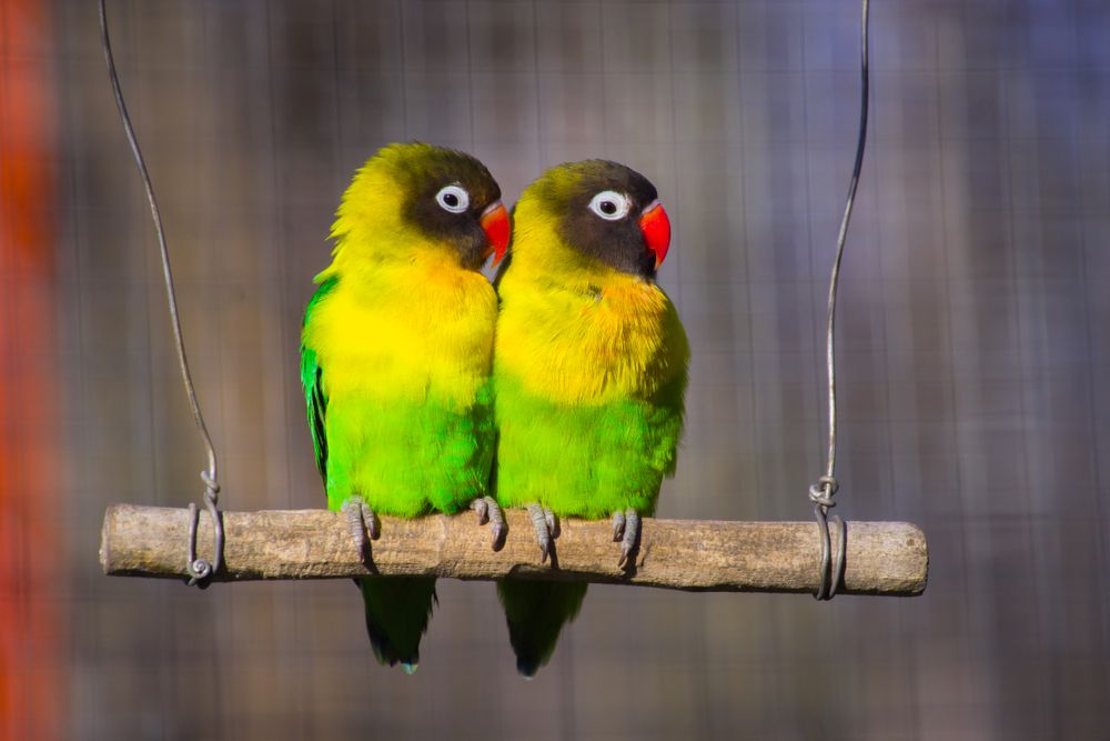 10 Jenis Lovebird Paling Mahal yang Jadi Idola, Rela Keruk Tabungan Demi Dapat Sepasang