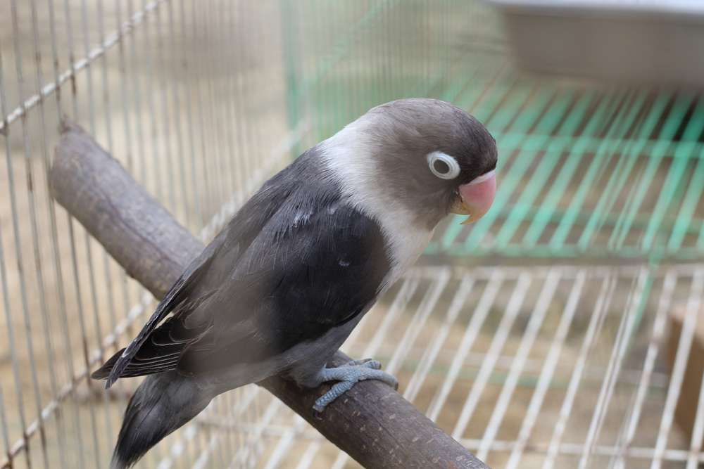 10 Jenis Lovebird Paling Mahal yang Jadi Idola, Rela Keruk Tabungan Demi Dapat Sepasang