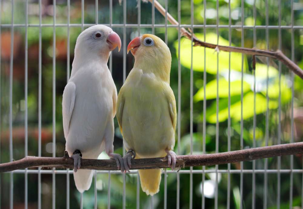 10 Jenis Lovebird Paling Mahal yang Jadi Idola, Rela Keruk Tabungan Demi Dapat Sepasang