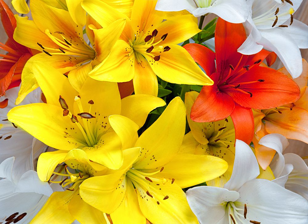 6 Jenis Bunga Lily untuk Sempurnanya Hari Pernikahan, dari Buket hingga Dekorasi Pelaminan