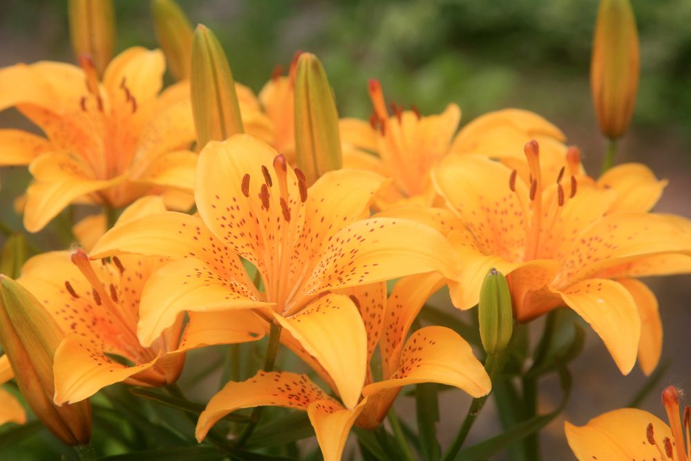 6 Jenis Bunga Lily untuk Sempurnanya Hari Pernikahan, dari Buket hingga Dekorasi Pelaminan