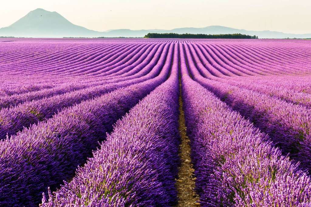 Desa Lavender Kuyucak Turki