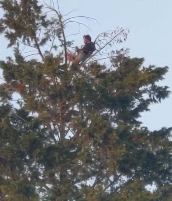 Pria piknik di atas pohon