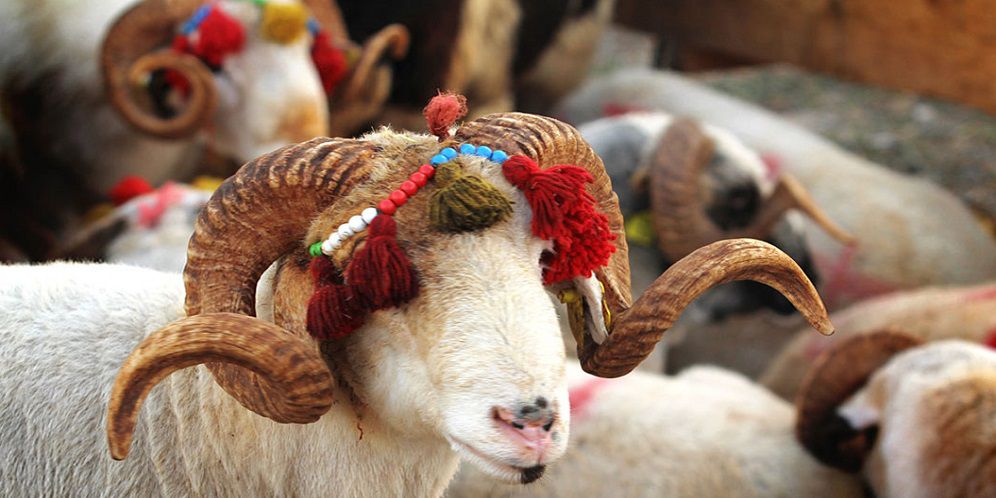 Tradisi Percantik Kambing saat Perayaan Idul Kurban