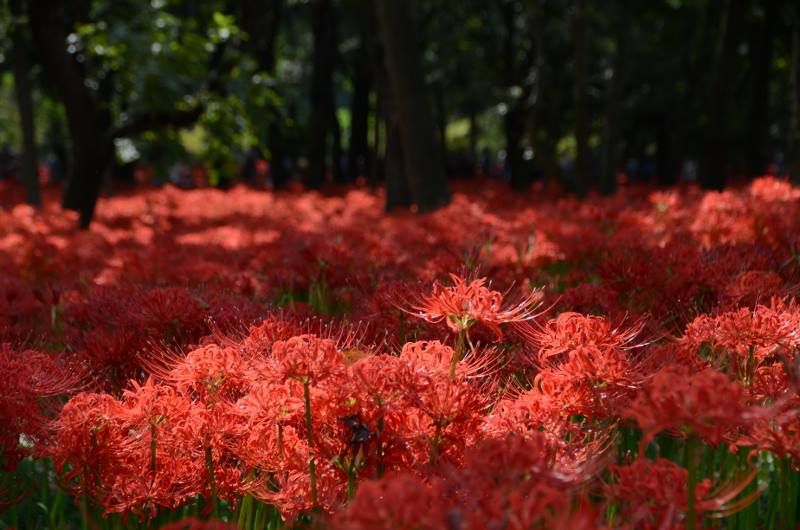Taman Spider Lily Merah