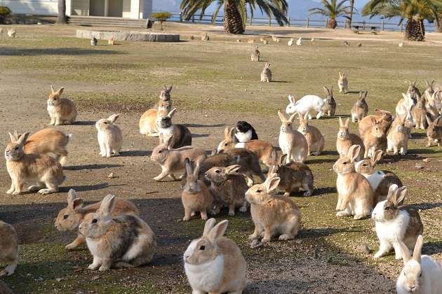 Pulau Okunoshima