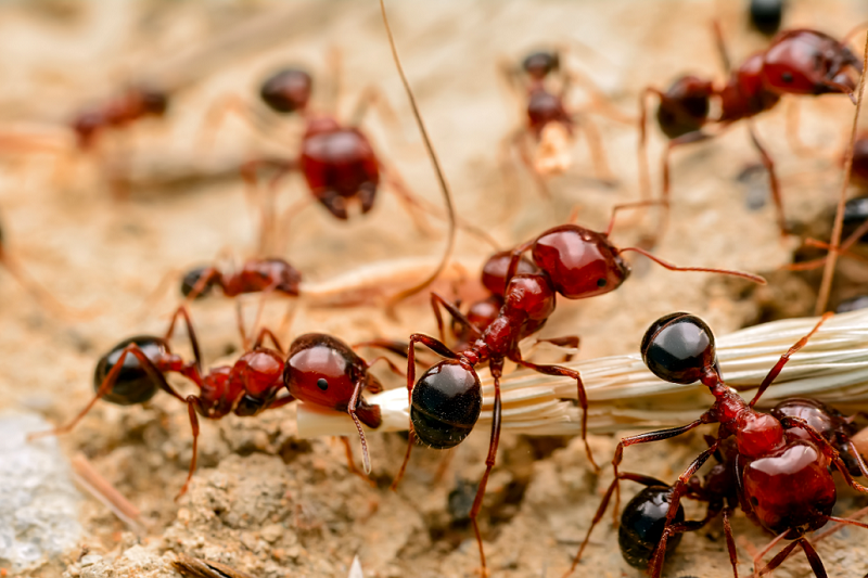 Cara Mengusir Semut Agar Tidak Datang Lagi