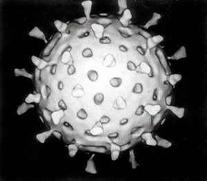 Rotavirus Penyebab Muntaber