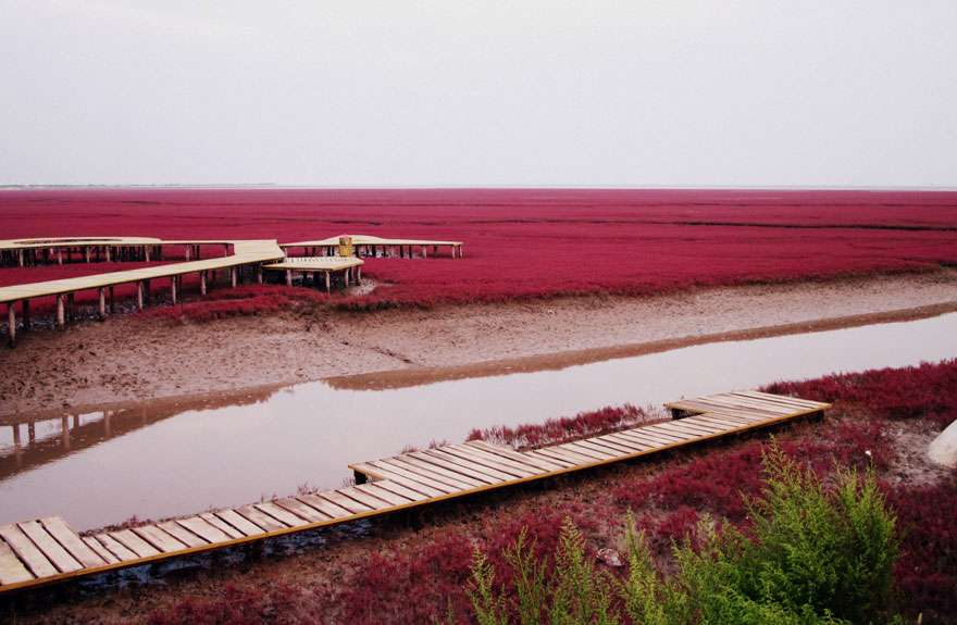 Pantai Merah Panjin