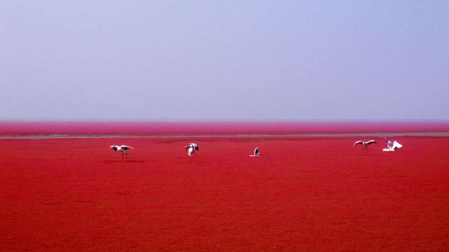 Pantai Merah Panjin