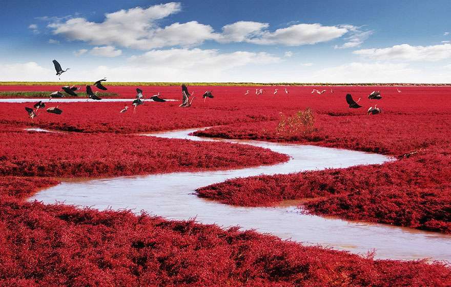 Pantai Merah Panjin