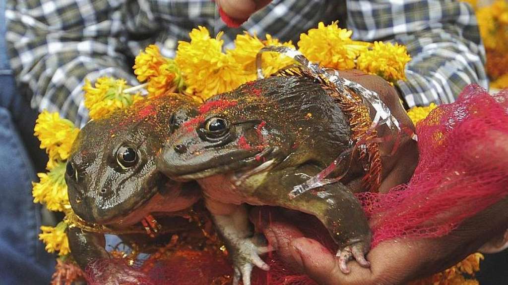 Tradisi Menikahkan Katak