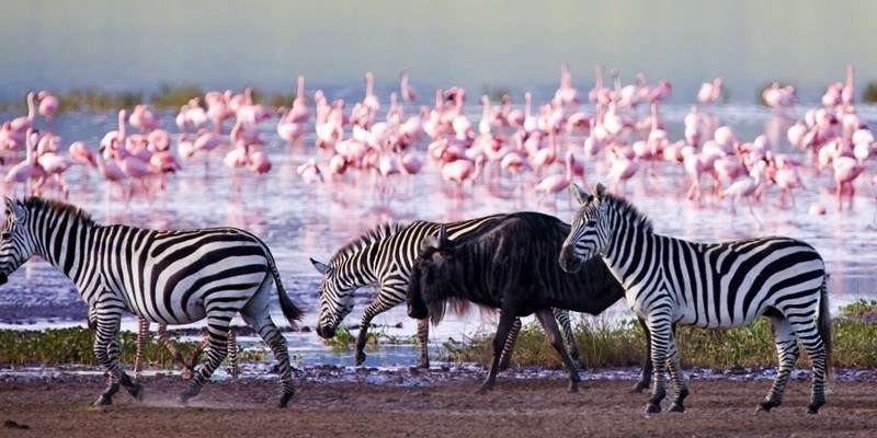 Danau Nakuru Kenya