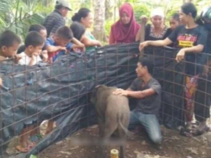 Diduga Jadi-Jadian, Babi ini Bertingkah Laku sangat Aneh