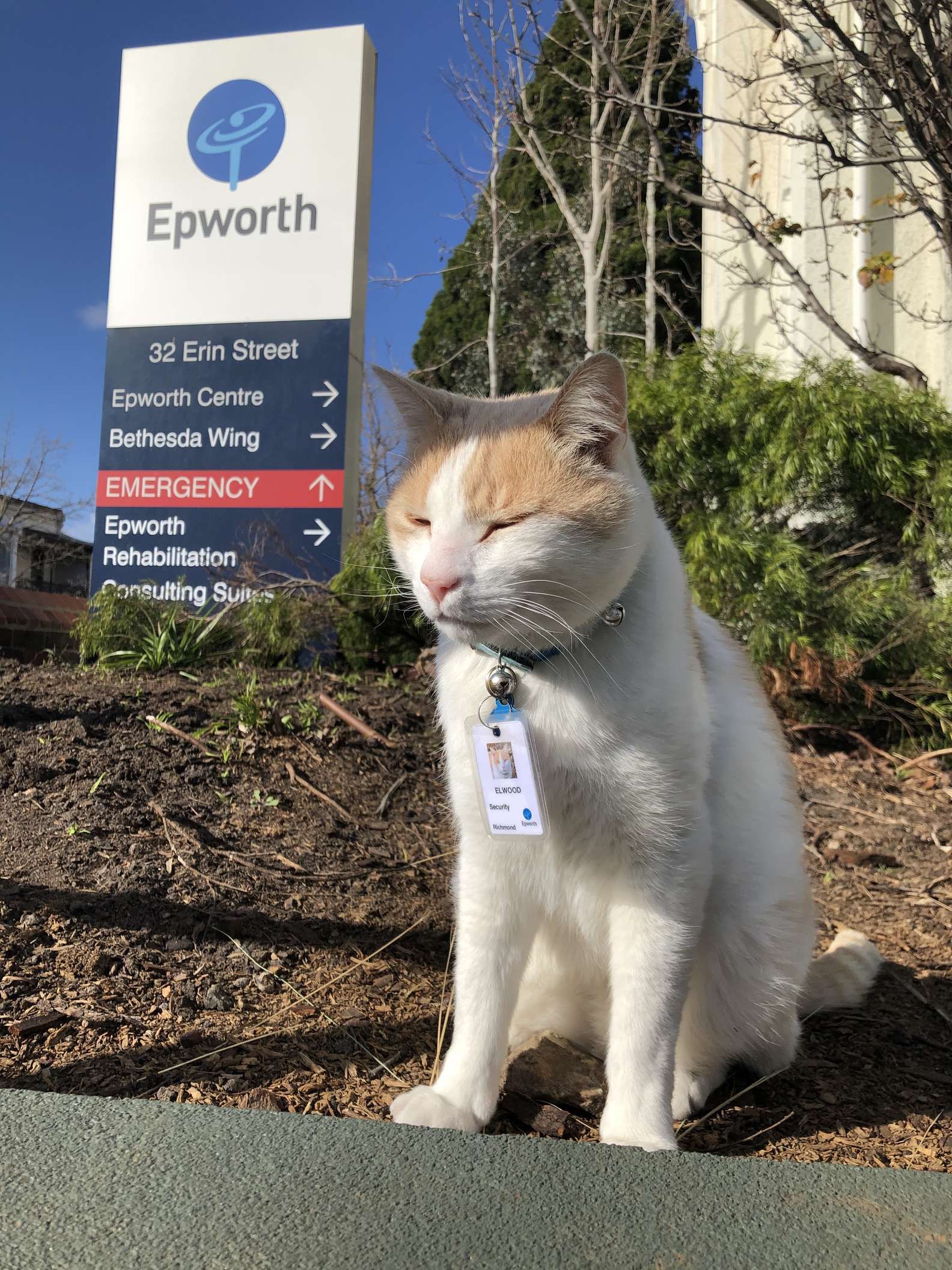 Elwood, Kucing sekaligus Staf Keamanan