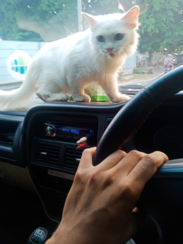 Kucing Diantar Ojol Mobil