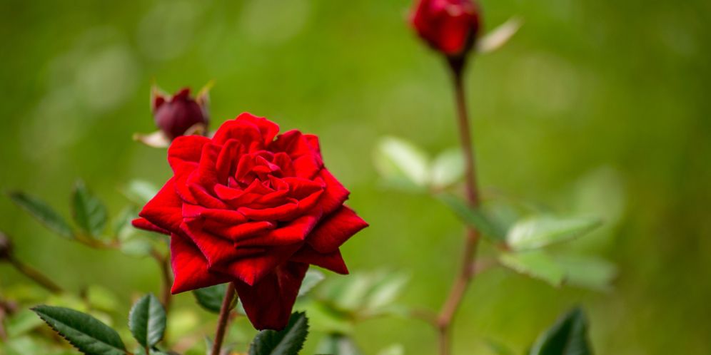 Cara Merawat Bunga Mawar