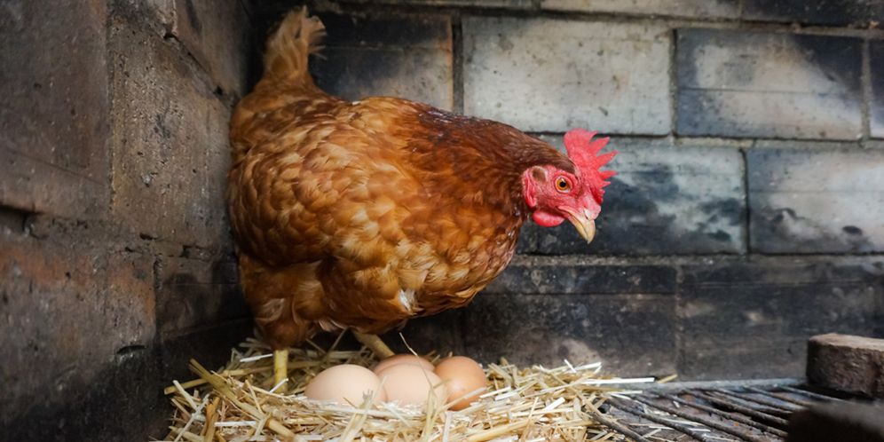 Cara Beternak Ayam Petelur