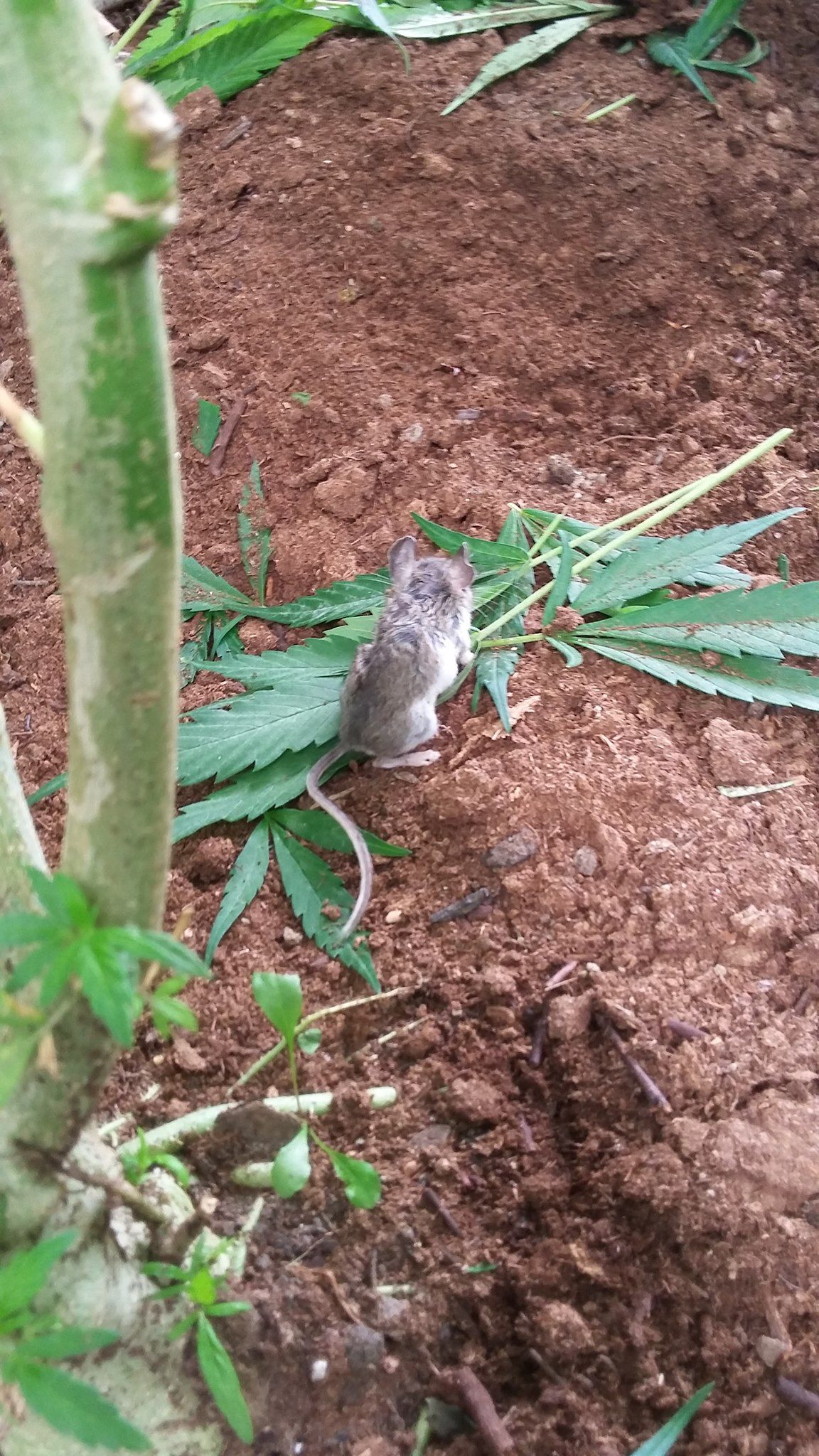 Tikus Makan Ganja