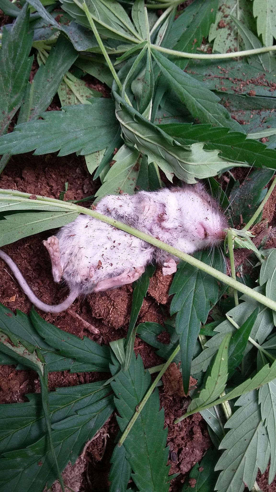 Tikus Makan Ganja