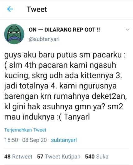 Netizen rebutan hak asuh kucing