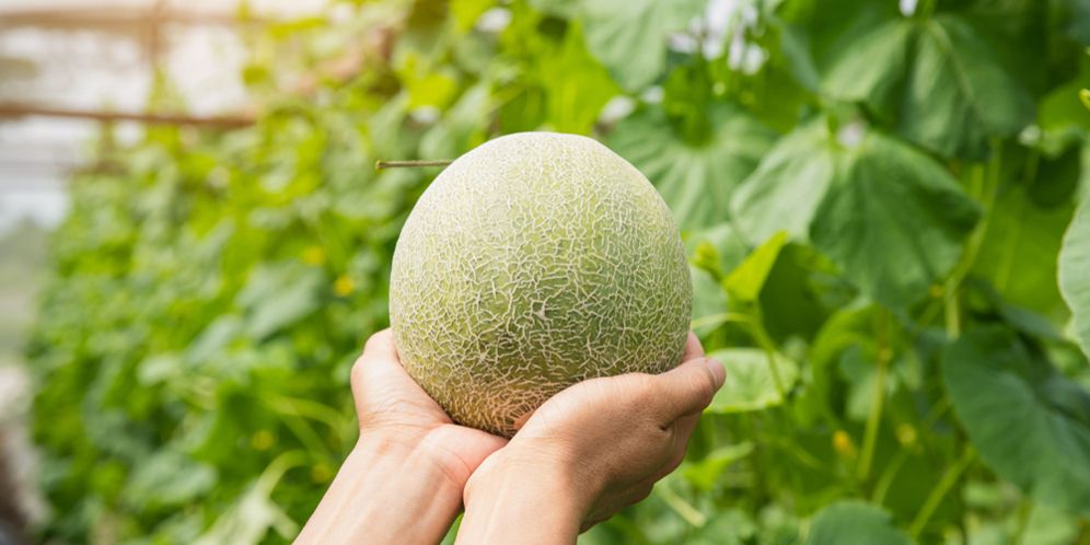 Cara Menanam Melon