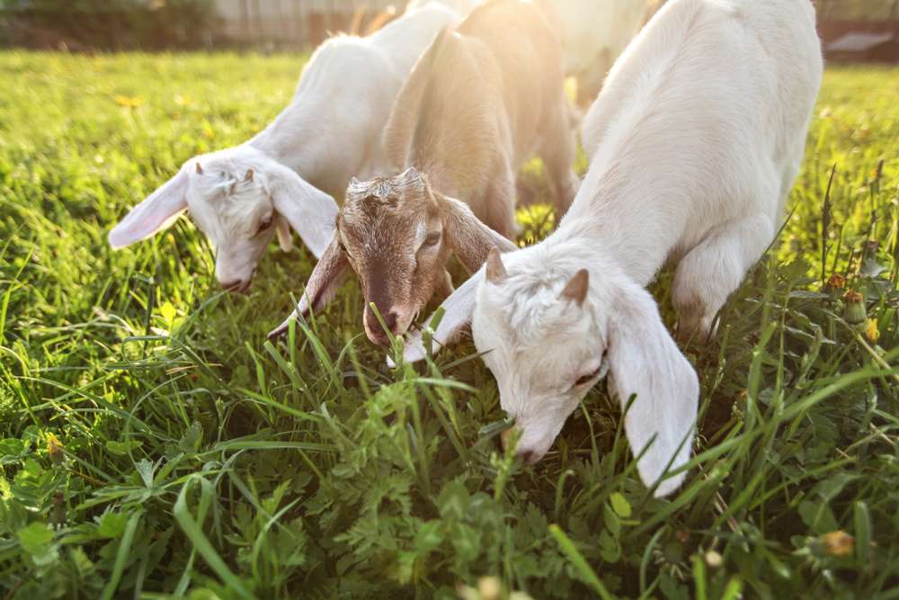 Cara Beternak Kambing