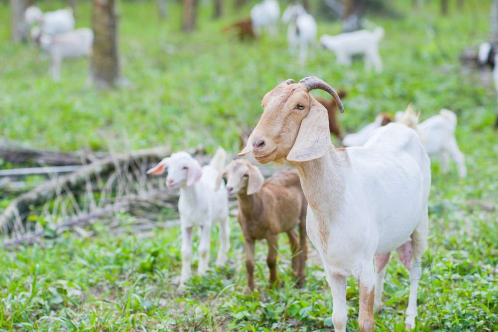 Cara Beternak Kambing