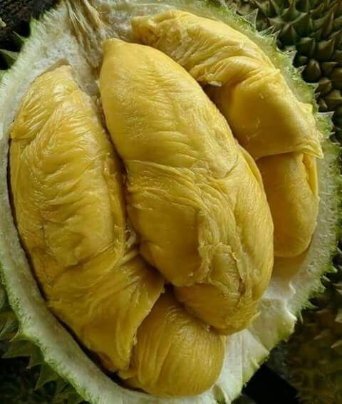 Durian Bawor