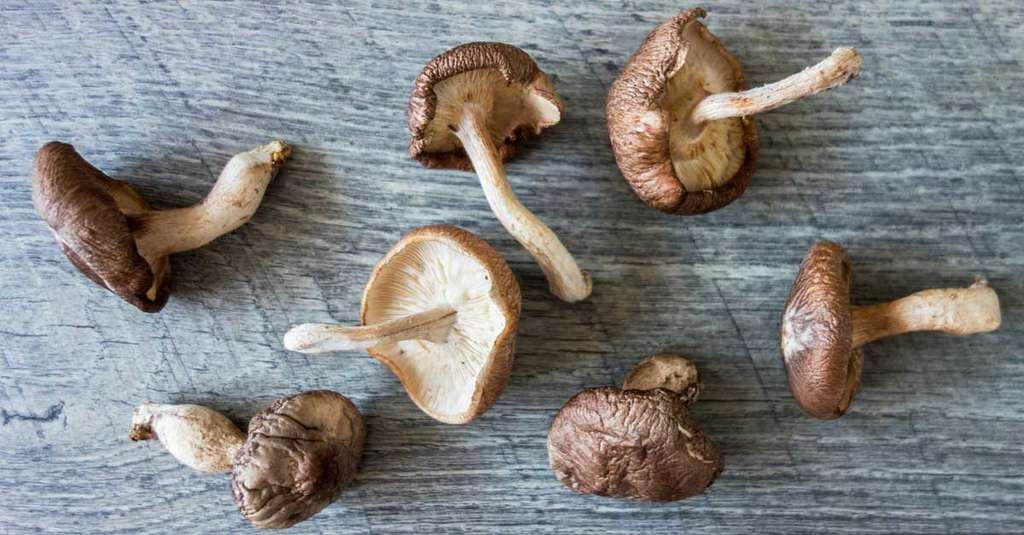 Jamur Shiitake