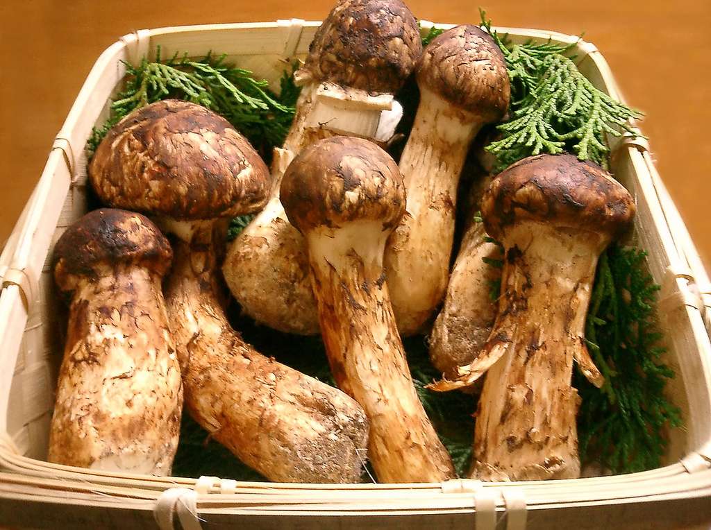 Jamur Matsutake