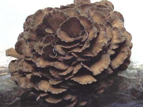 Jamur Maitake