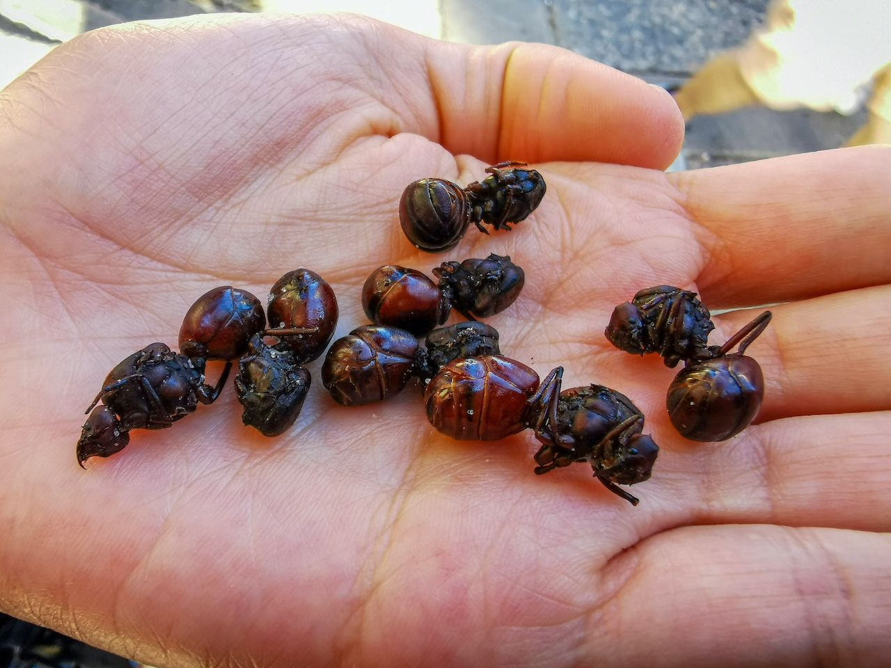 Semut Goreng Kolombia