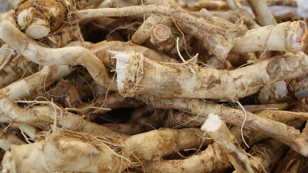 Horseradish