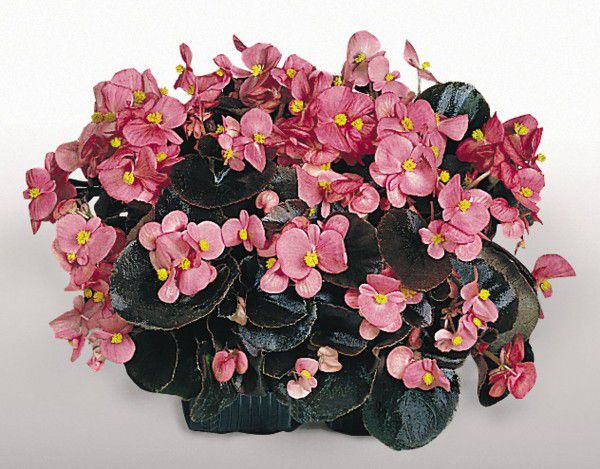 Ilustrasi Jenis Tanaman Hias Begonia