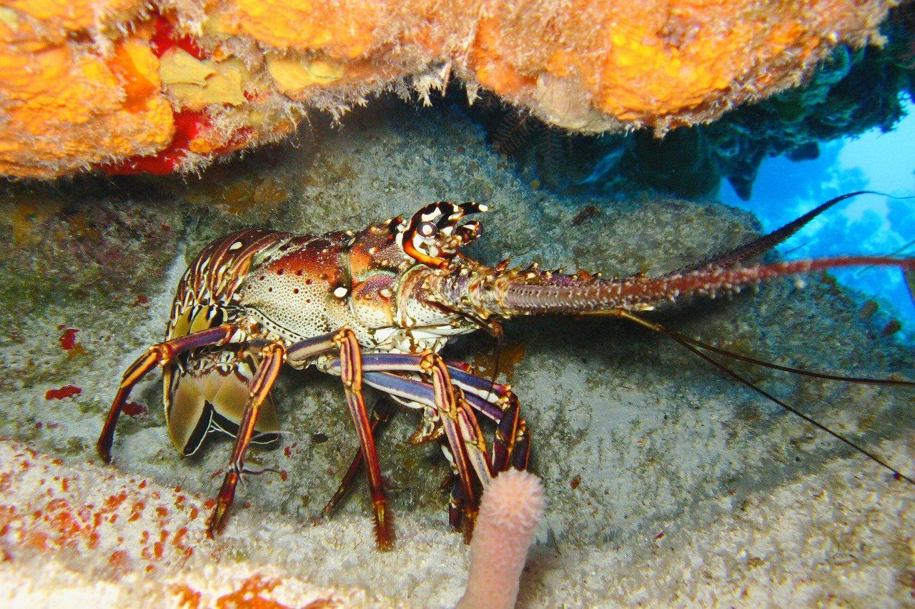 Ilustrasi Lobster