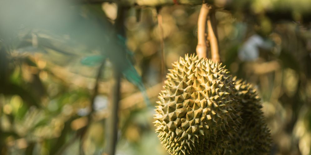 Cara Memilih dan Membelah Durian yang Benar