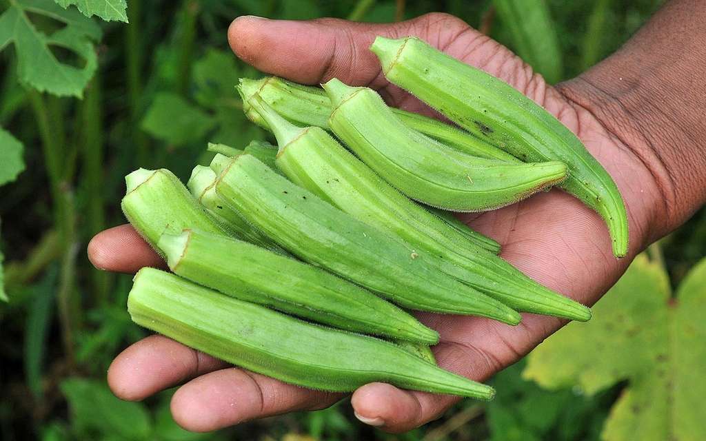 Manfaat Buah Okra