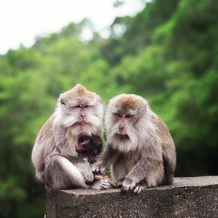 Spesies Monyet Pusuk Sembalun Lombok