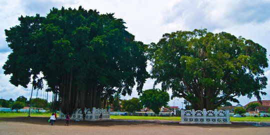 Wisata Kota Jogja - Alun-Alun Utara Kota Jogja