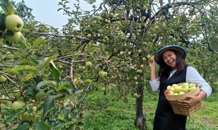 Wisata Petik Apel Malang - Petik Apel di Desa Wisata Tulungrejo