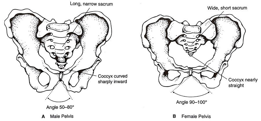 Anatomi pinggul laki-laki dan perempuan