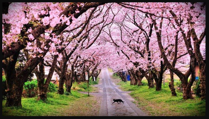 Destinasi Wisata Bogor - Taman Sakura Cibodas