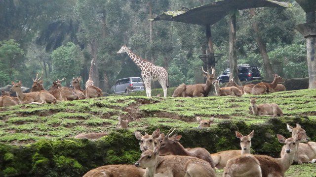 Destinasi Wisata Bogor - Taman Safari Indonesia Cisarua